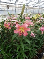 [5164 Corsini No01.JPG]